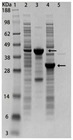 Protein simple purification method for positioning recombinant protein to surfaces of cells