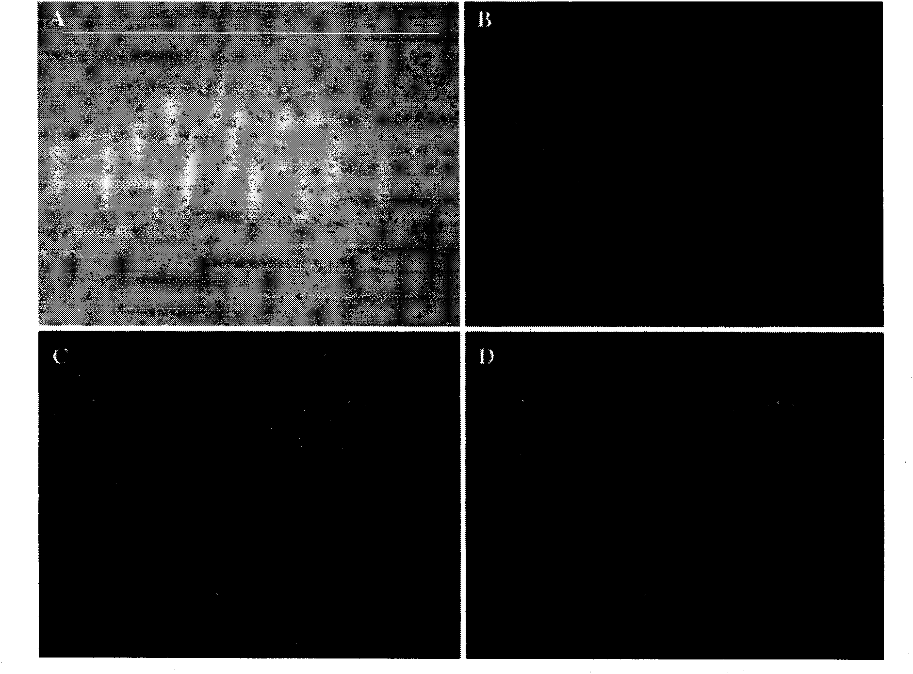 Method for enriching and extracting adult stem cells
