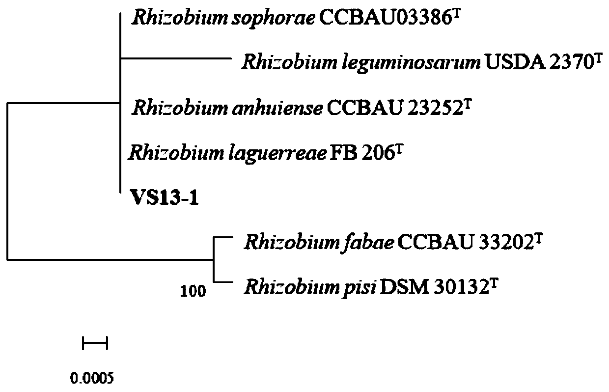 A kind of pea rhizobia strain vs13-1 and its application