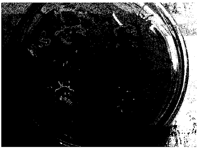 Method for preparing root system containing resveratrol by culturing leaves of Polygonum cuspidatum