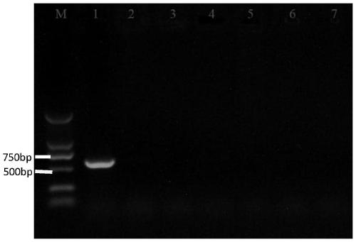 Specific sequence and application of citrus sour rot germs