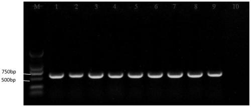 Specific sequence and application of citrus sour rot germs