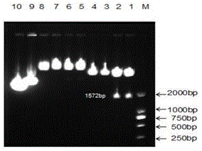 Method for constructing eukaryotic expression vector capable of efficiently expressing pig CYP1A1 genes