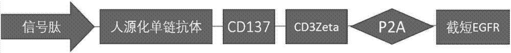 PDPN (podoplanin) gene targeted humanized chimeric antigen receptor and application thereof