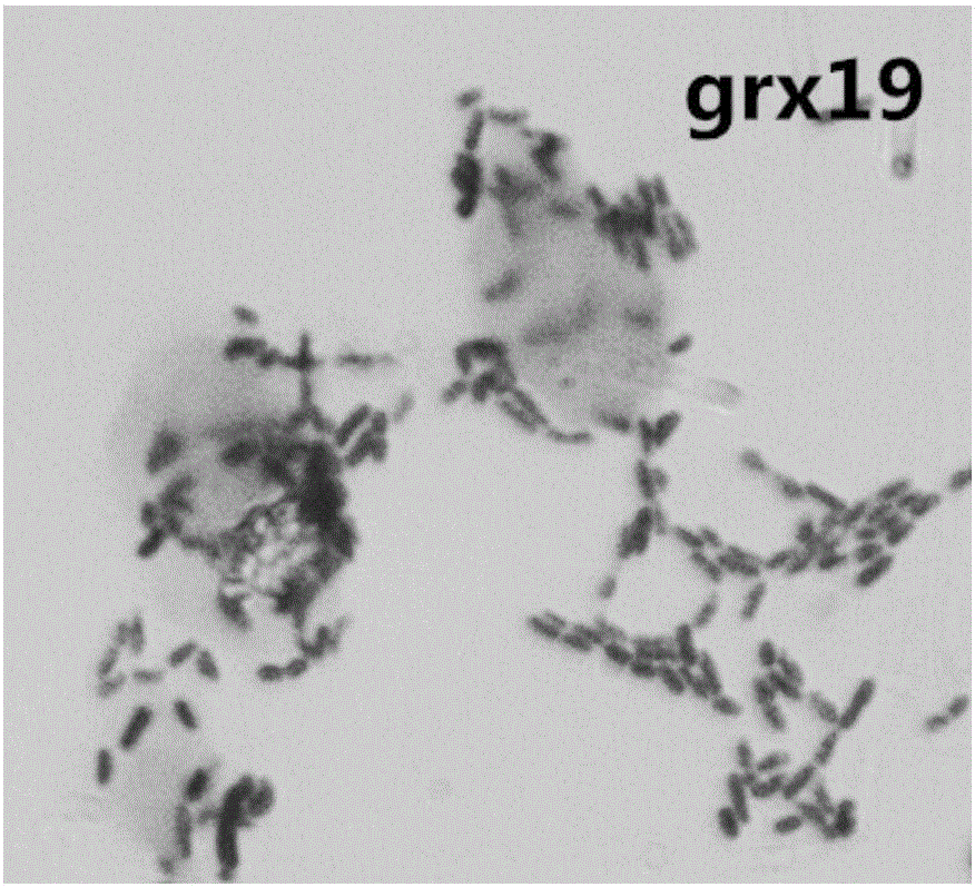 Application of lactobacillus rhamnosus grx19 in regulation of intestinal floras