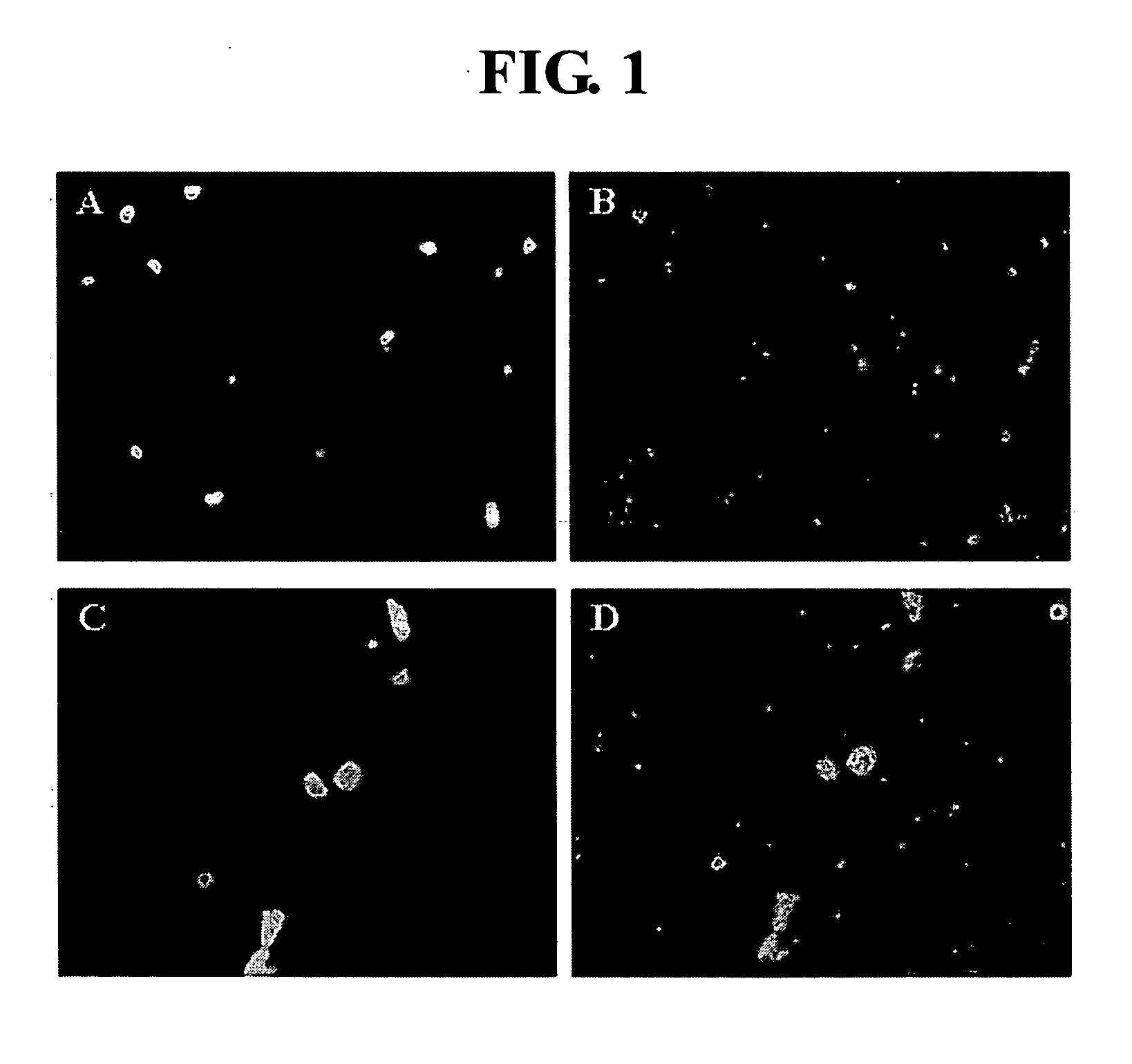 Method for culturing and proliferating hematopoietic stem cells and progenitor cells using human endometrial cells