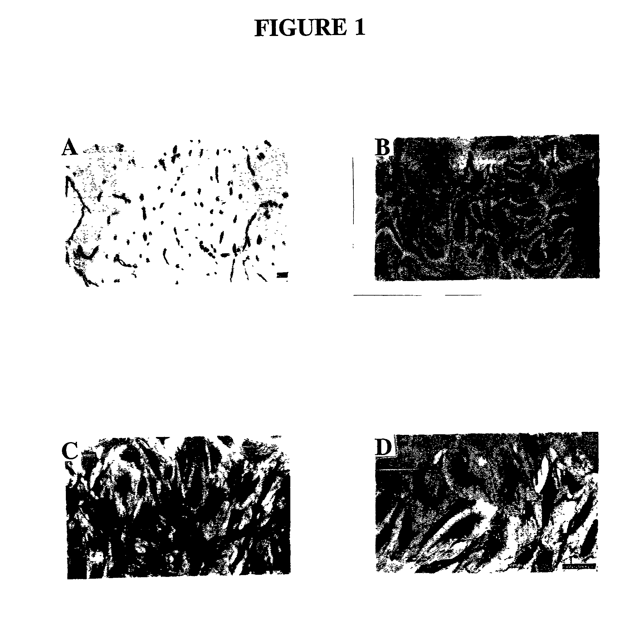 Method for culturing cells