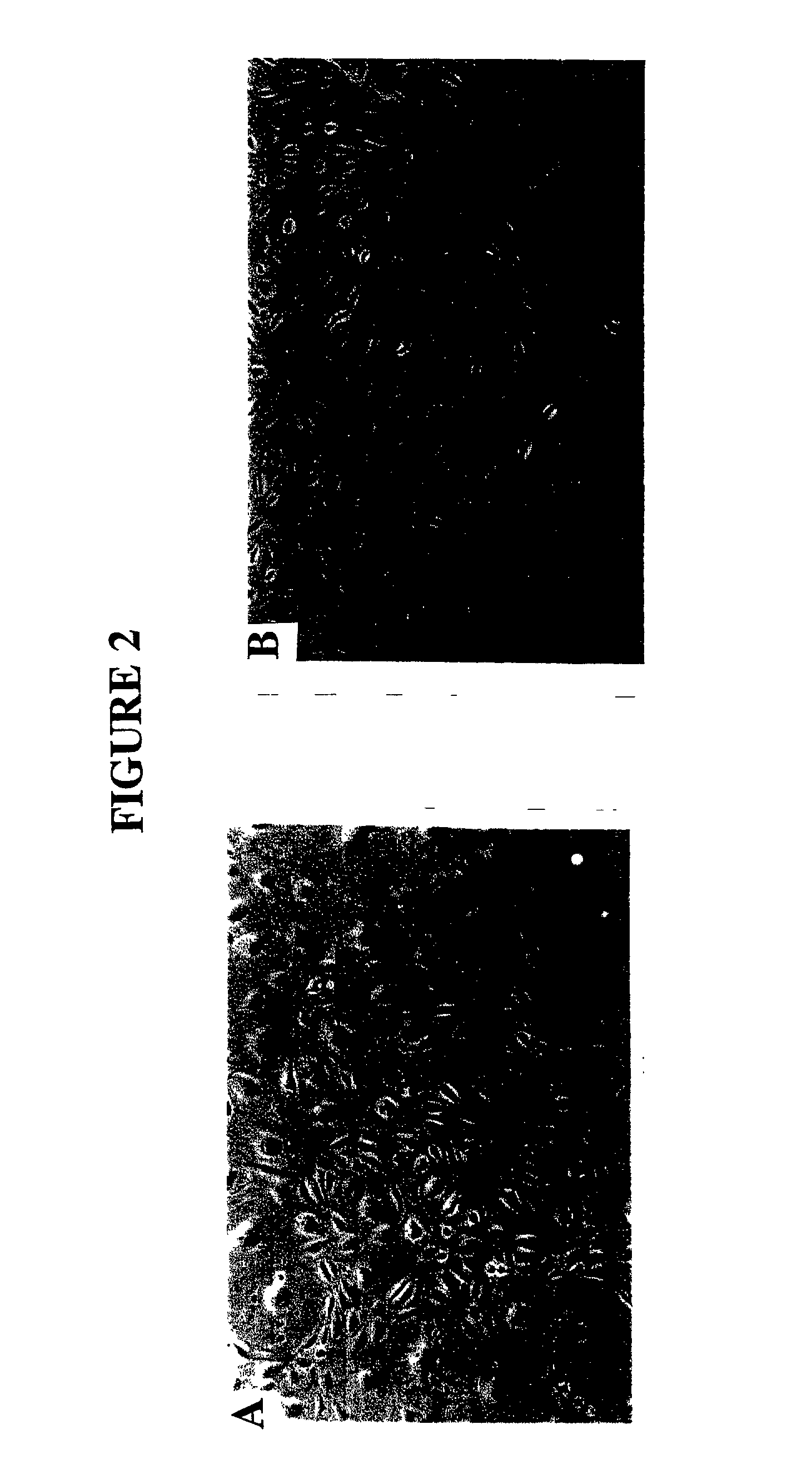 Method for culturing cells