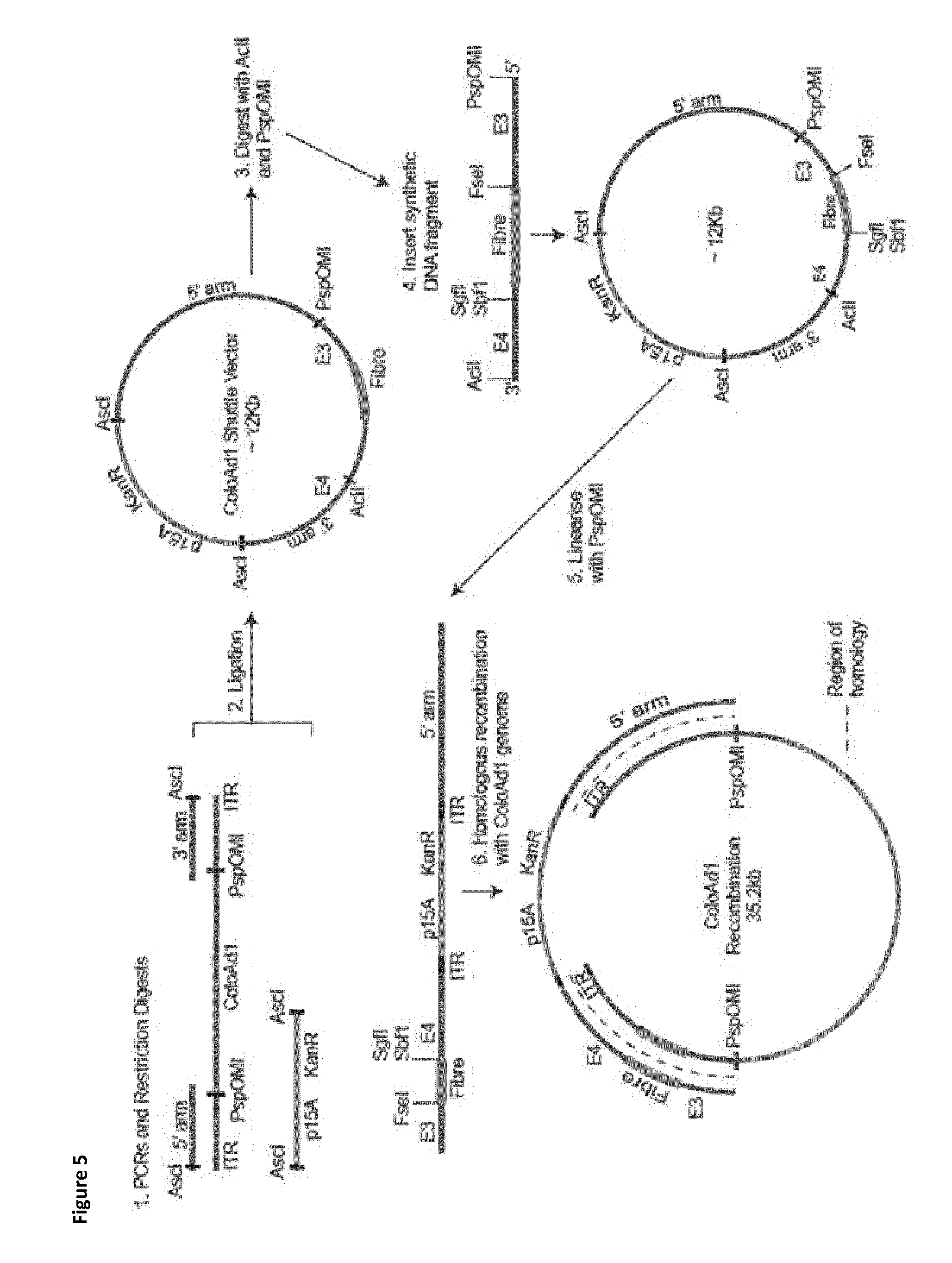 A method of making adenovirus and corresponding plasmids