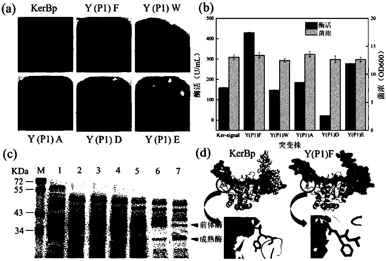 Keratinase mutant with improved catalytic performance and application
