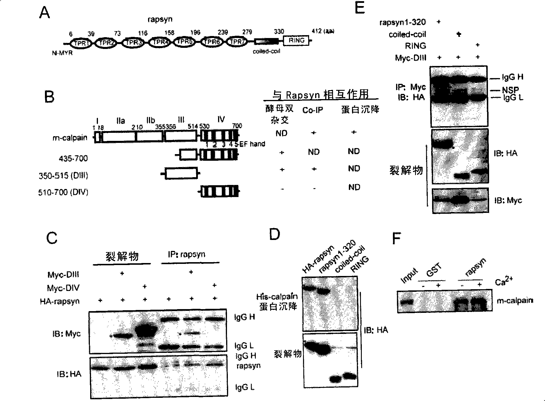 Method for aggregating acetylcholinergic receptor for stabilizing neuromuscular junction