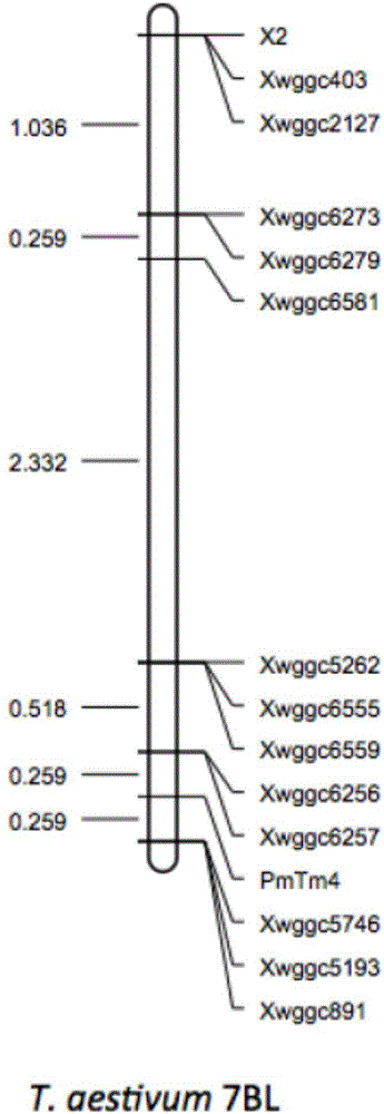 Wheat BSR-Seq gene locating method