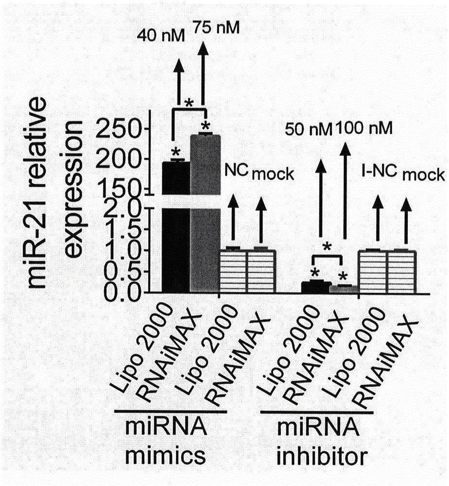 Application of mesenchymal stem cell modified by miR-21 antisense nucleotide