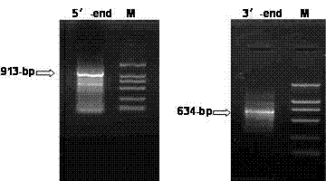 DNA sequence for coding Myrmecia incisa delta-6 fatty acid elongase and application thereof