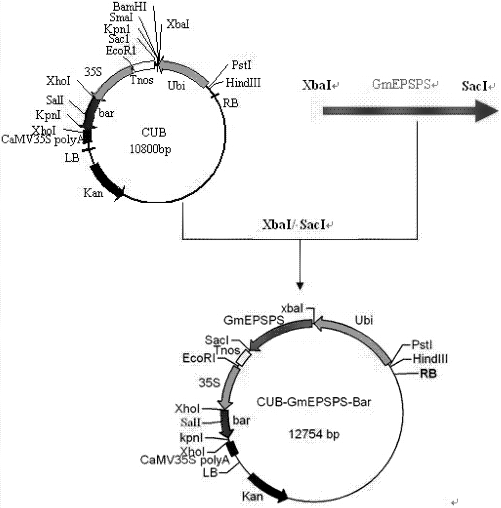 Glyphosate resistant EPSP synthetase GmEPSPS, and coding gene and application thereof