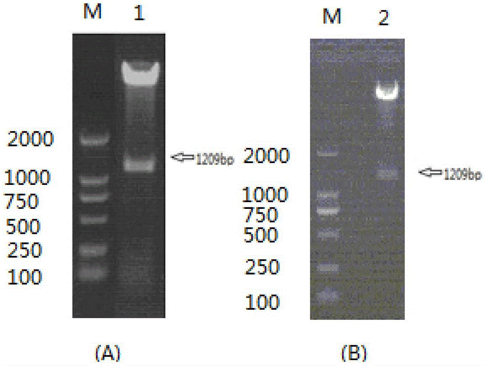 Escherichia coli containing recombinant adenovirus plasmids and applications of recombinant adenovirus plasmids