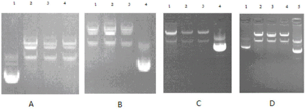 Escherichia coli containing recombinant adenovirus plasmids and applications of recombinant adenovirus plasmids
