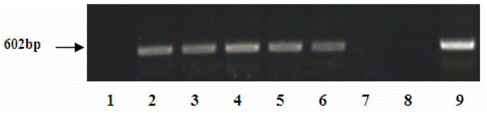Proline-rich protein gene as well as expression vector and application thereof