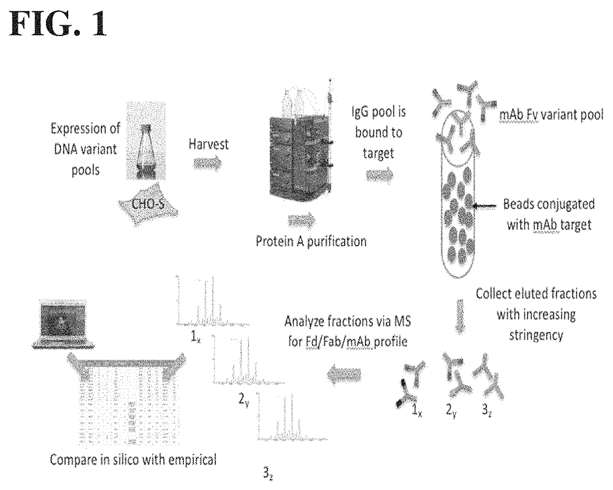 High throughput antibody variant screening method