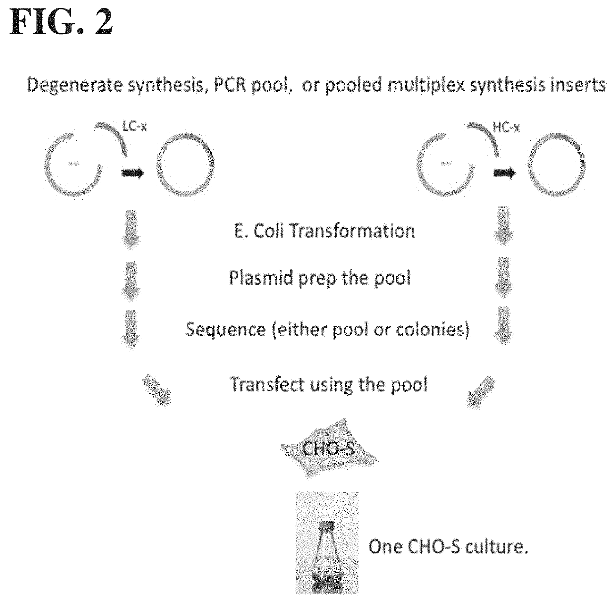 High throughput antibody variant screening method