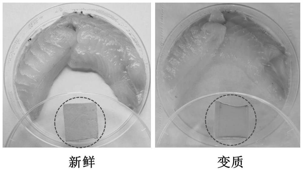 Nanofiber indication membrane for intelligently detecting marine fish spoilage and application thereof