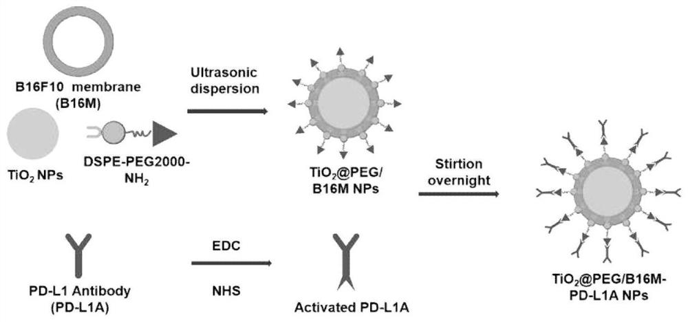 Antibody-PD-L1-loaded bionic targeting TiO2 nano-particles, preparation method therefor and use of antibody-PD-L1-loaded bionic targeting TiO2 nano-particles