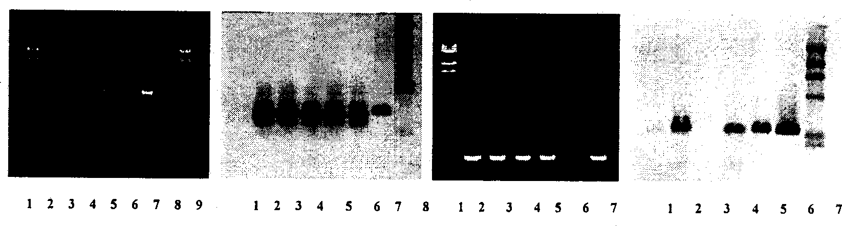 Method for creating beet salt-resisting and anti-draught new seeds using stem-tip growth-point genetic conversion