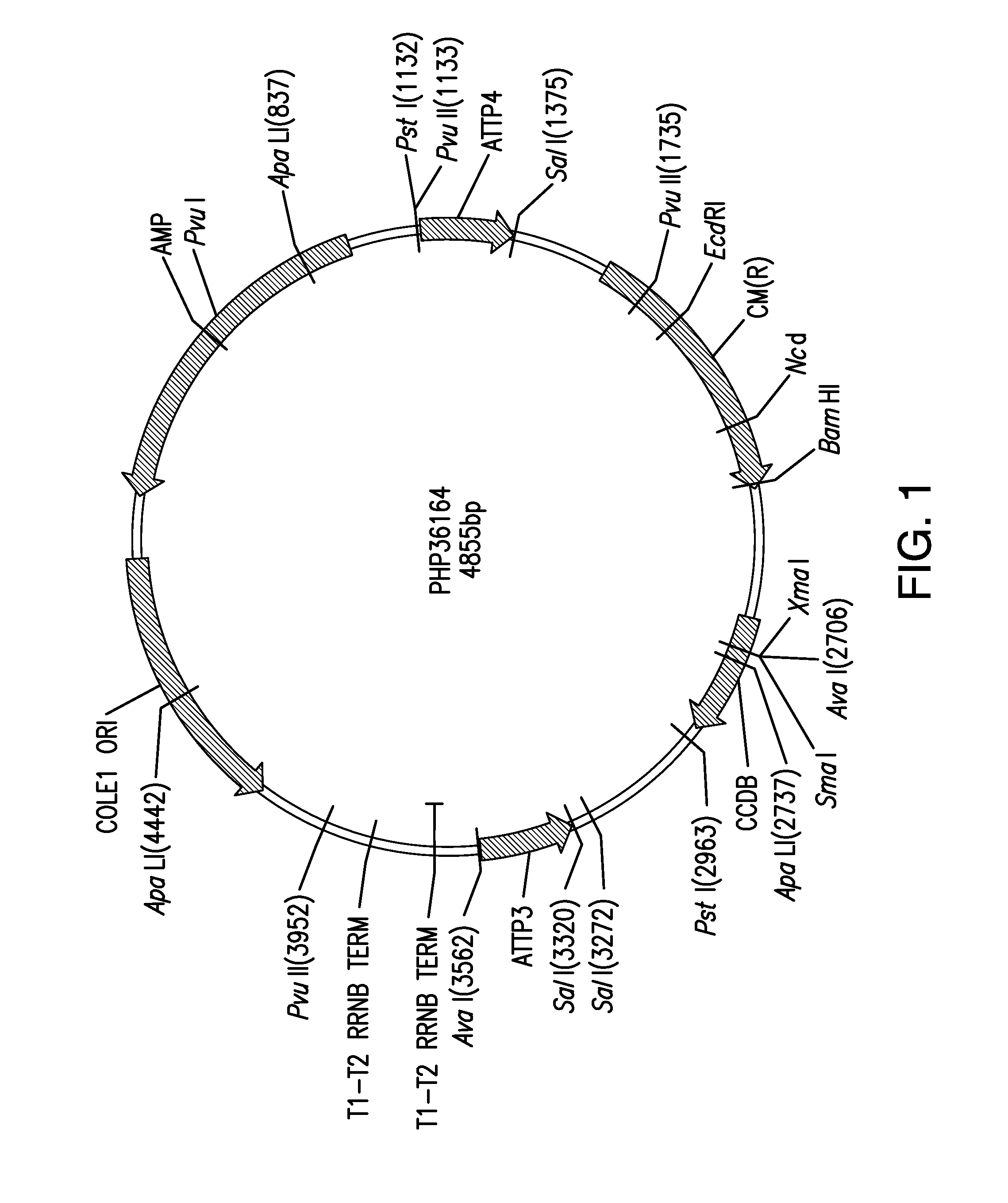 Compositions and methods for insecticidal control of stinkbugs