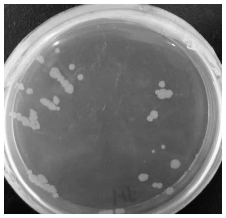 A salt-tolerant and growth-promoting bacterium jp-jh that alleviates plant salt damage and its application