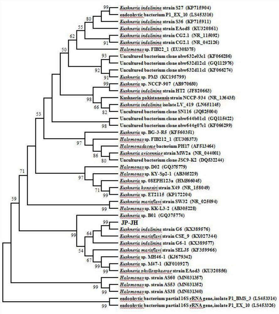 A salt-tolerant and growth-promoting bacterium jp-jh that alleviates plant salt damage and its application