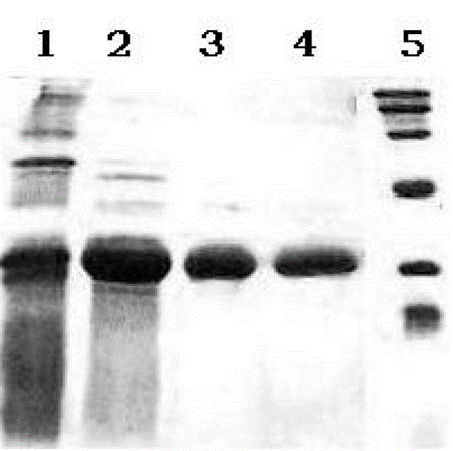 Method for separating and purifying recombinant protein A