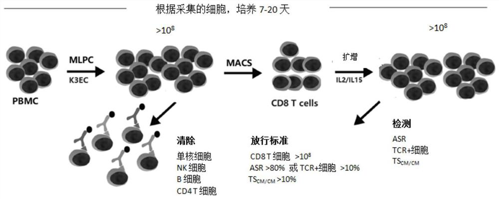 A method for culturing and expanding CD8 T cells