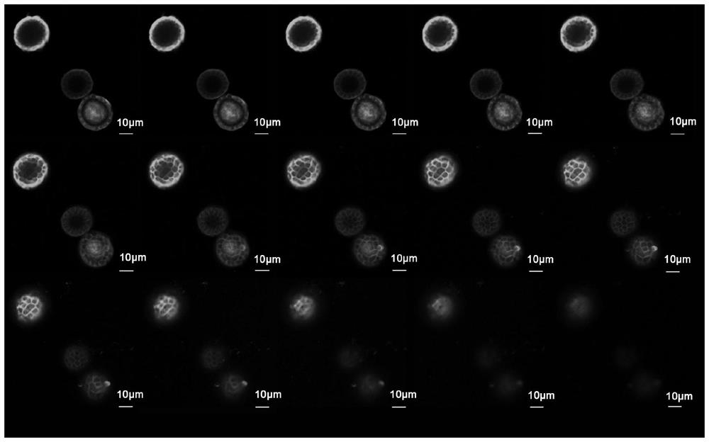 A method for distinguishing teliospores of Tilletia dwarfis and teliospores of Tilletia glabris