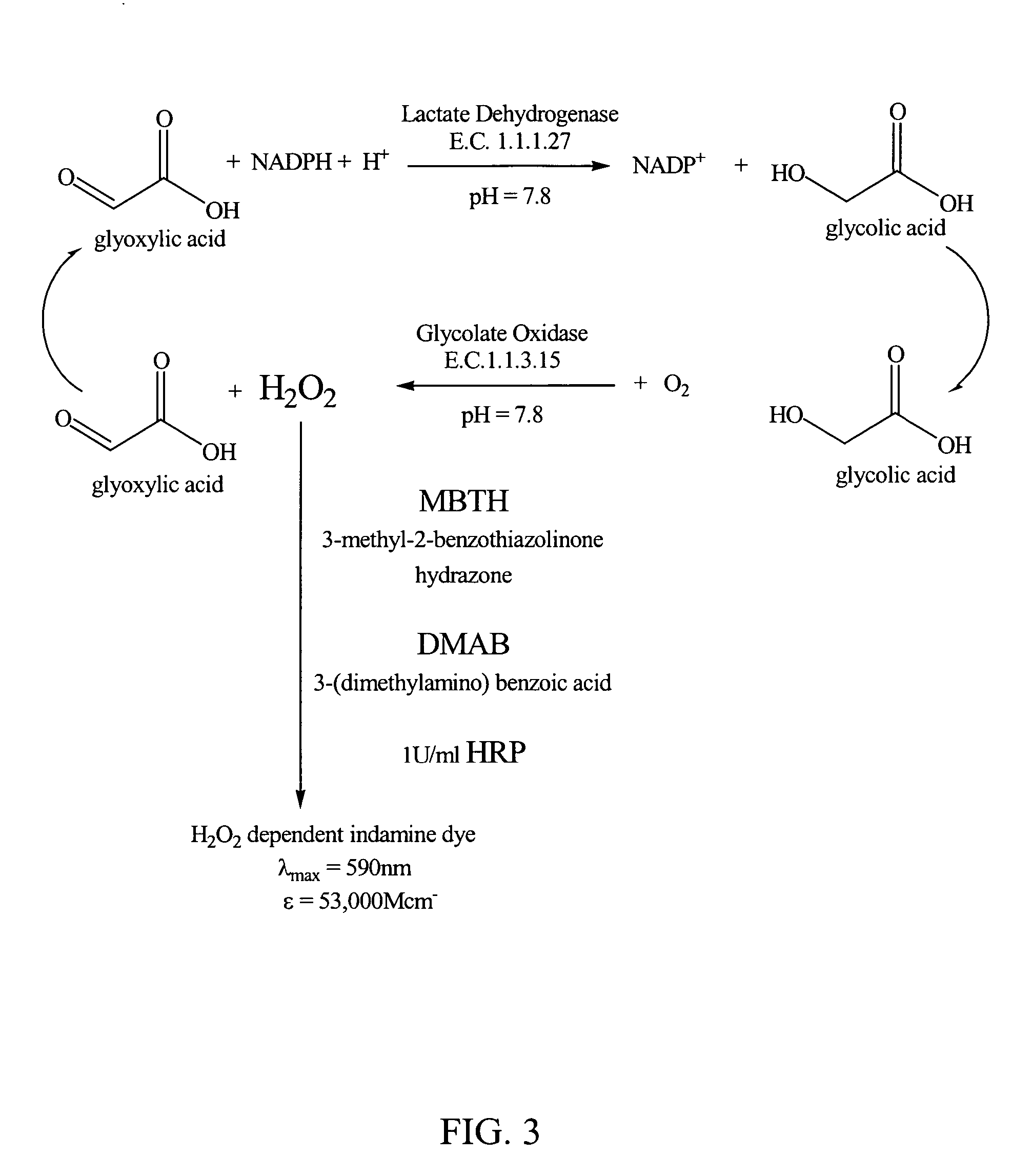 Glyoxylate assays and their use of inden tifying natural amidated compounds