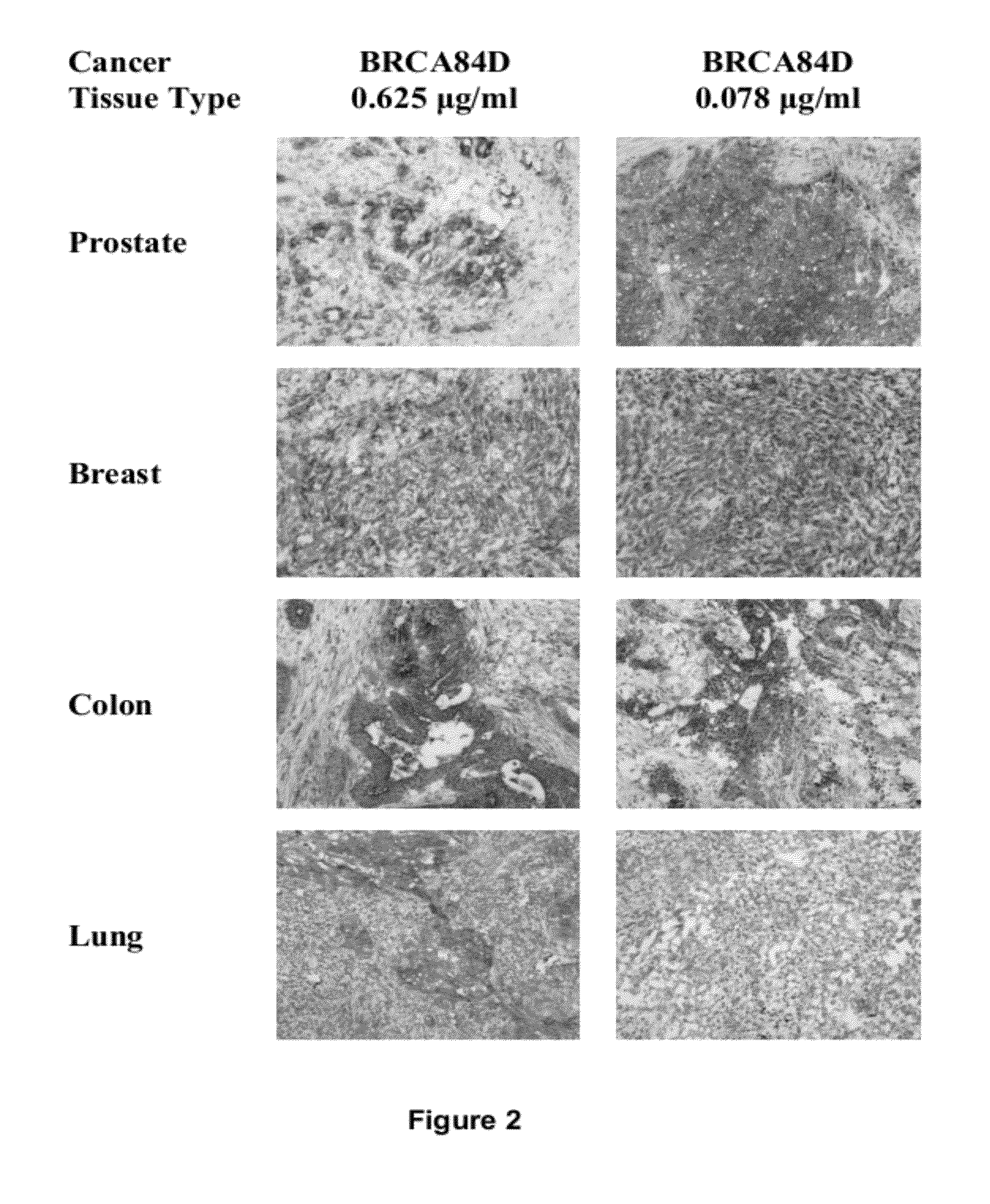 Antibodies reactive with B7-H3 and uses thereof