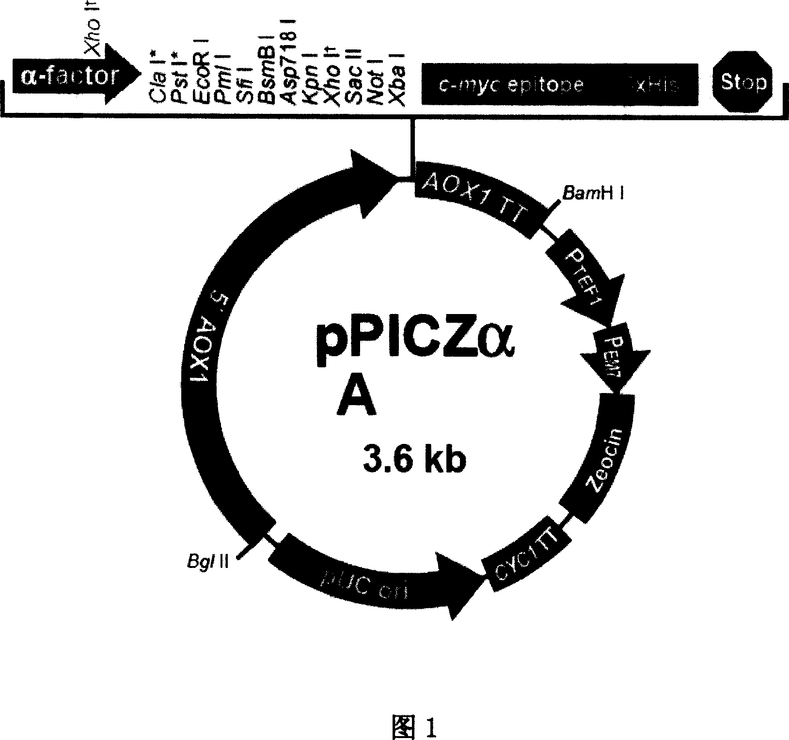 Fixedpoint mutation modified phytase