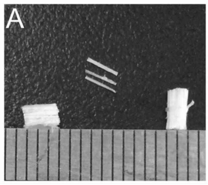 Double-modified collagen scaffold and its application in products for repairing spinal cord injury