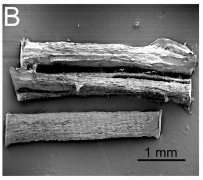 Double-modified collagen scaffold and its application in products for repairing spinal cord injury