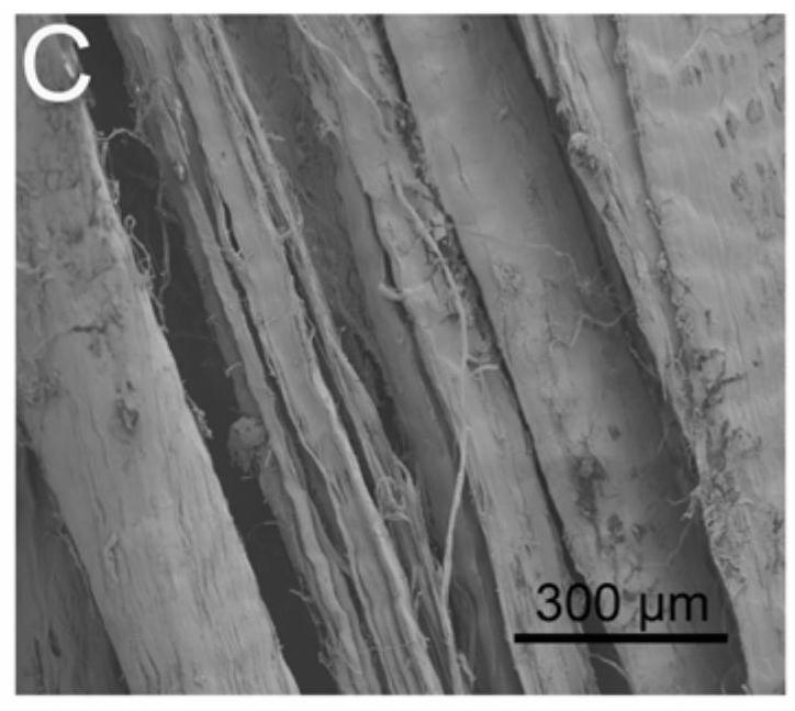 Double-modified collagen scaffold and its application in products for repairing spinal cord injury