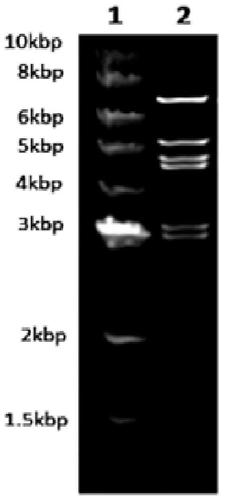 A kind of expression vector based on adenovirus adc7 and its construction method