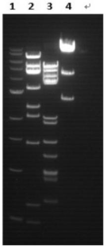 A kind of expression vector based on adenovirus adc7 and its construction method