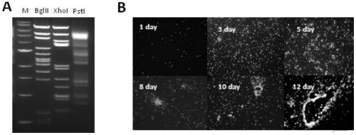 A kind of expression vector based on adenovirus adc7 and its construction method