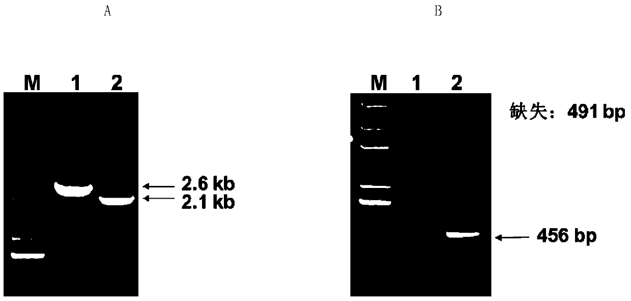 Method for preparing influenza hemagglutinin glycoprotein with animal cell glycosylation modification by using glycosyl engineering yeast