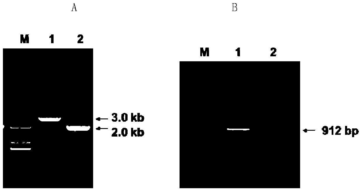 Method for preparing influenza hemagglutinin glycoprotein with animal cell glycosylation modification by using glycosyl engineering yeast