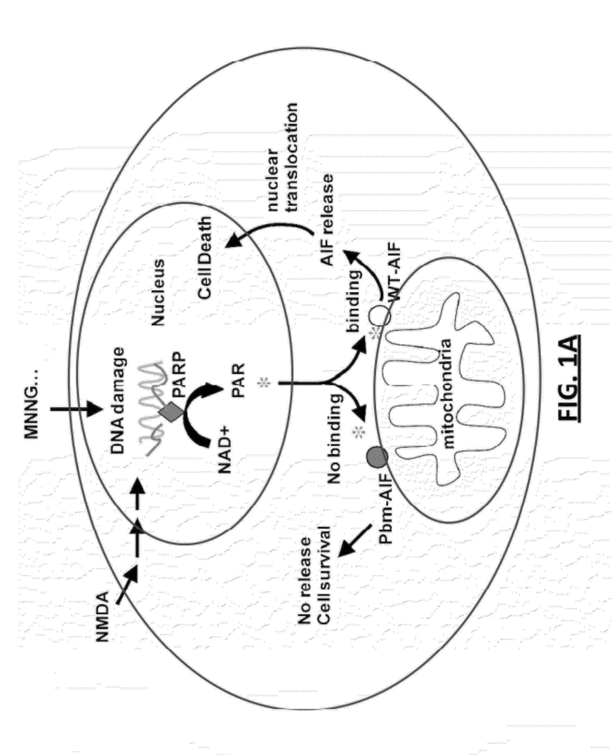 Compounds and related methods for manipulating parp-1-dependent cell death