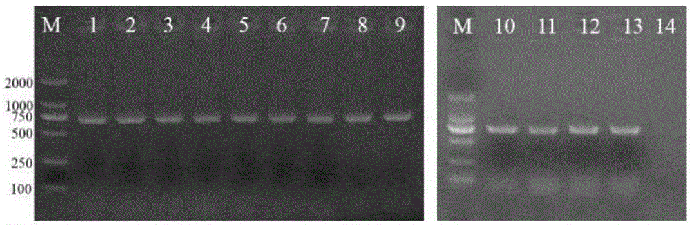 Brucella molecular marker vaccine strain for bovine species and application thereof