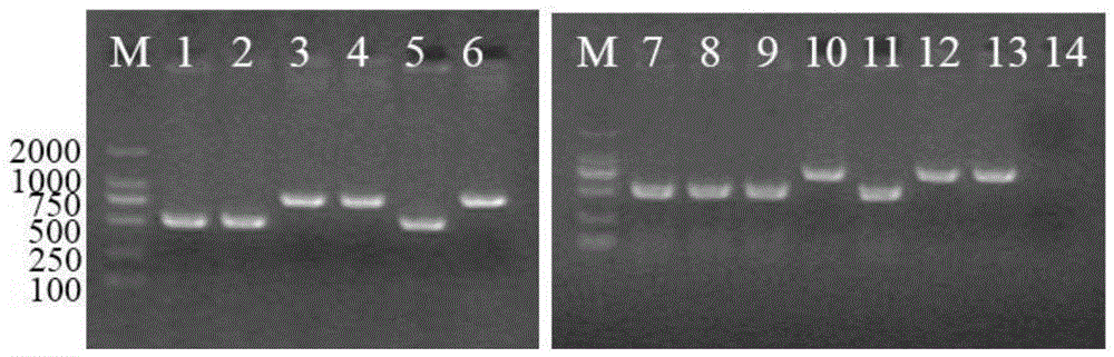 Brucella molecular marker vaccine strain for bovine species and application thereof
