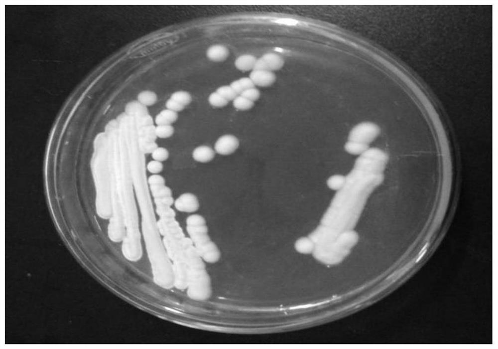 A kind of Pichia anomaly and its fermentation culture and application