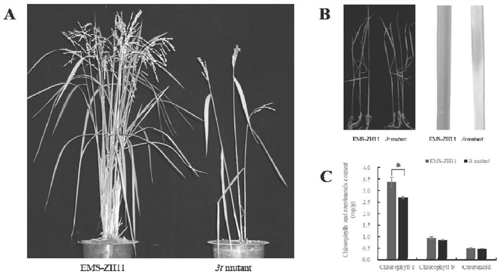 Rapid mapping and cloning method for plant spontaneous mutation genes bridged by neutral mutant