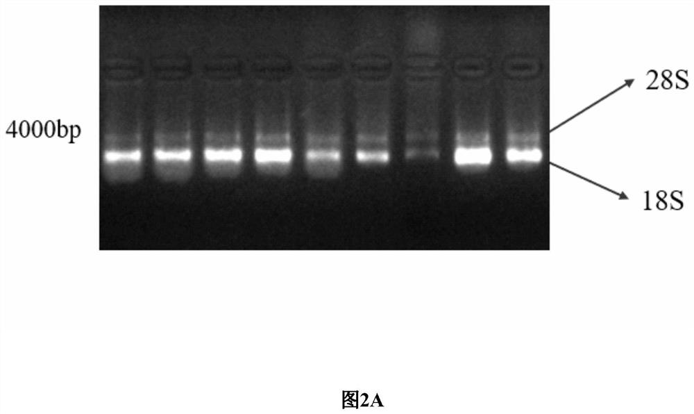 Method for extracting total RNA from hemolymph of procambarus clarkii